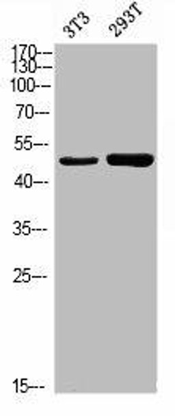 Phospho-KRT18 (S52) Antibody (PACO02858)