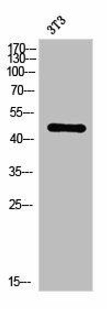Phospho-MAP2K7 (S271) Antibody (PACO03024)