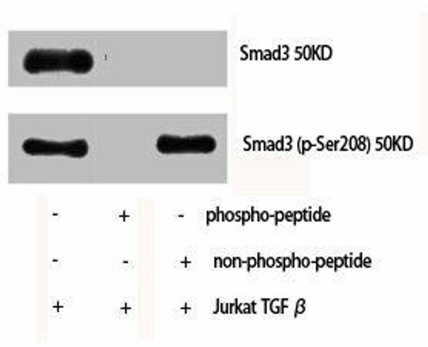 Phospho-SMAD3 (S208) Antibody (PACO06185)