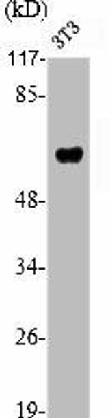 RUNX2 Antibody (PACO06806)