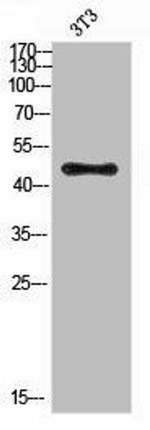 Acetyl-E2F3 (Lys168) Antibody (PACO07246)