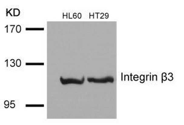 ITGB3 (Ab-785) Antibody (PACO21412)