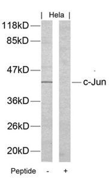 JUN (Ab-170) Antibody (PACO22868)