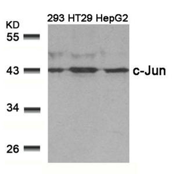 JUN (Ab-239) Antibody (PACO22869)