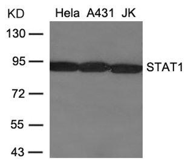 STAT1 (Ab-701) Antibody (PACO22879)
