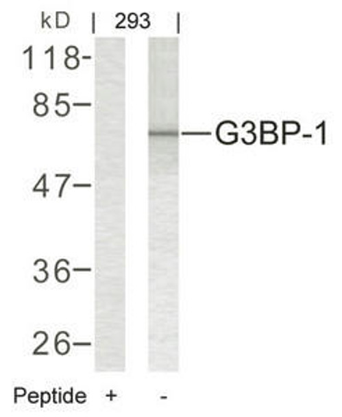 G3BP1 (Ab-232) Antibody (PACO22906)