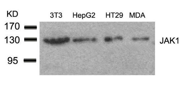 JAK1 (Ab-1022) Antibody (PACO22911)