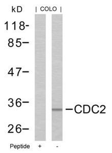 CDK1 (Ab-161) Antibody (PACO22926)