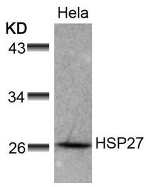 HSPB1 (Ab-78) Antibody (PACO22957)