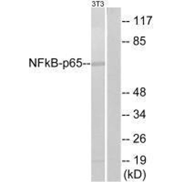 RELA (Ab-311) Antibody (PACO23050)
