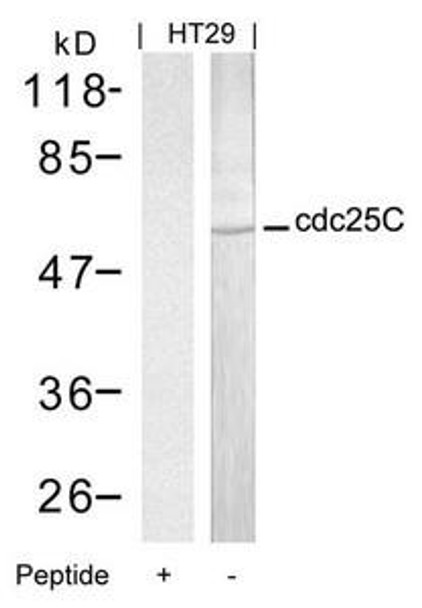 CDC25C (Ab-216) Antibody (PACO23559)