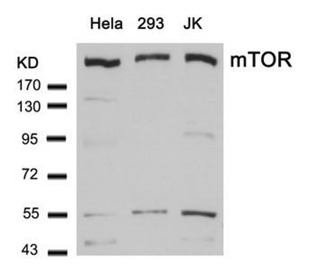 MTOR (Ab-2448) Antibody (PACO23569)