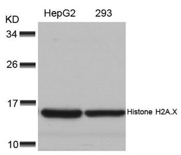 Histone H2A.X (Ab-139) Antibody (PACO23575)