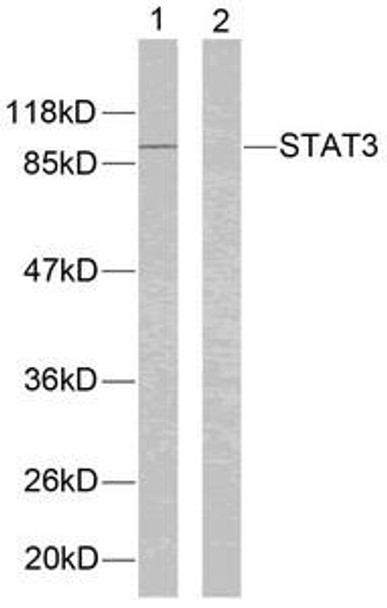 STAT3 (Ab-705) Antibody (PACO23599)