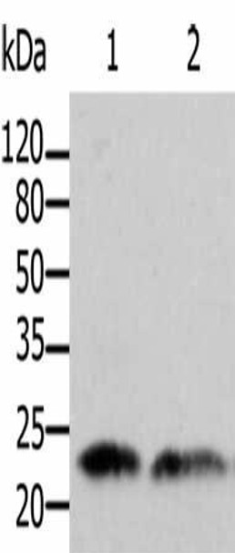 ARF1 Antibody (PACO17543)