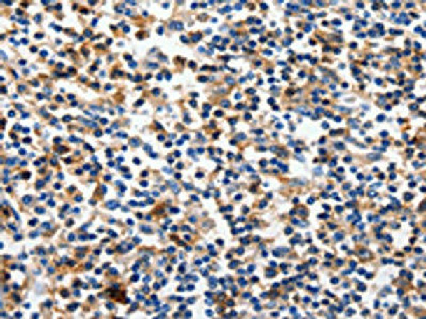 CLDN5 Antibody (PACO17713)