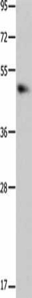 MTNR1A Antibody (PACO18252)