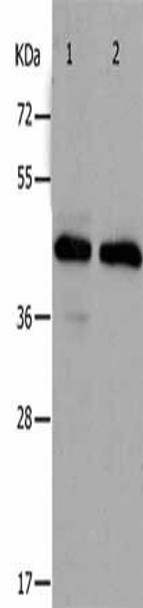 PAWR Antibody (PACO18333)