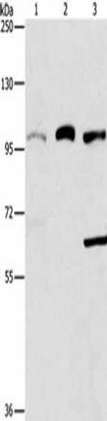 ASCC2 Antibody (PACO19253)