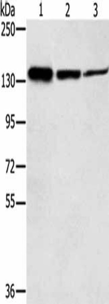 SMC2 Antibody (PACO20552)
