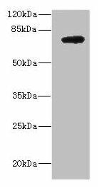 DARS2 Antibody (PACO46662)