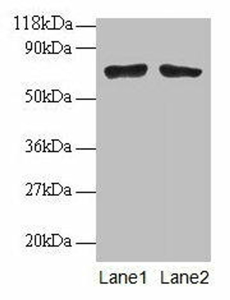 BMI1 Antibody (PACO31664)