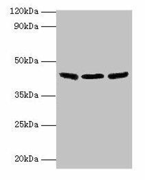 IDH3B Antibody (PACO31988)