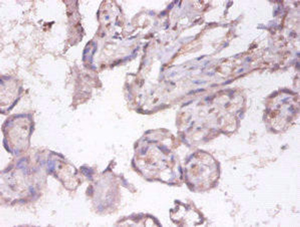 TNFSF9 Antibody (PACO32540)