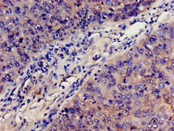 C3 Antibody (PACO32868)