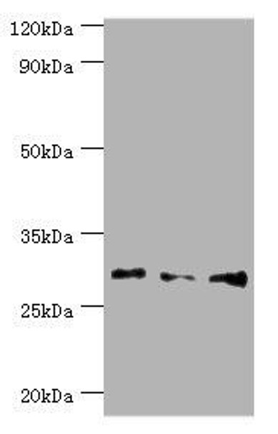 HOXB5 Antibody (PACO43744)
