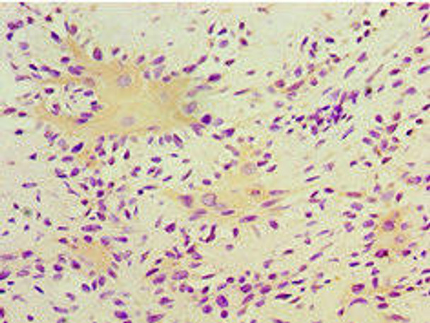 TGM2 Antibody (PACO43769)