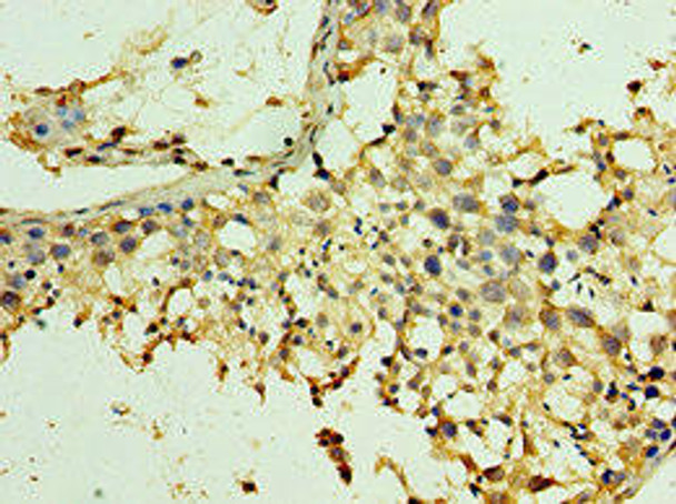 SPAG5 Antibody (PACO43837)