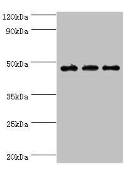 PDK2 Antibody (PACO43853)