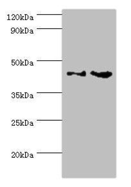 CHI3L2 Antibody (PACO43993)