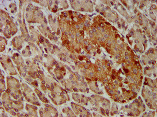 GEMIN4 Antibody (PACO57776)