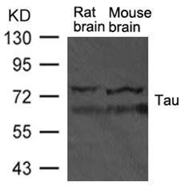 Mapt Antibody (PACO21463)