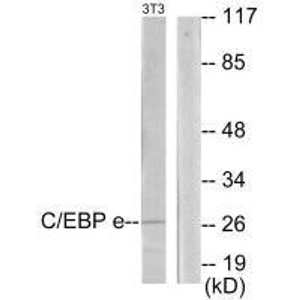 CEBPE Antibody (PACO21861)