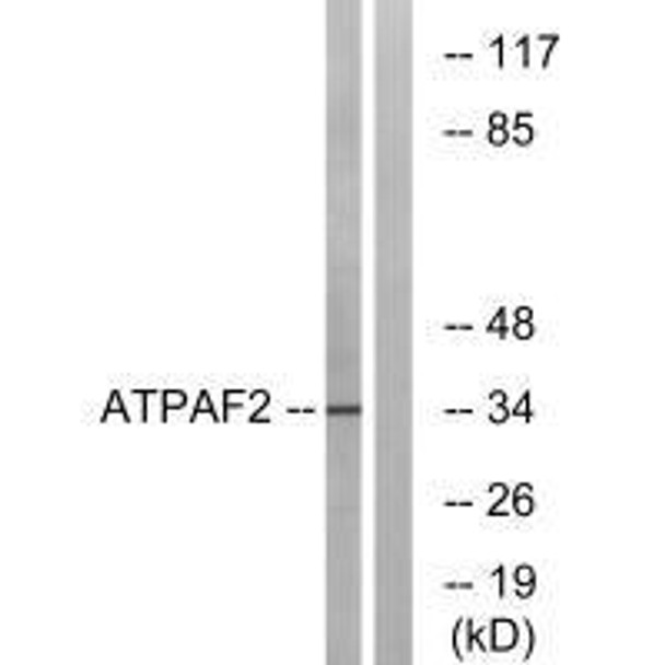 ATPAF2 Antibody (PACO22164)