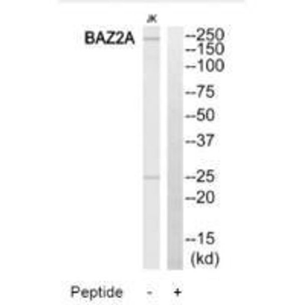 BAZ2A Antibody (PACO22211)