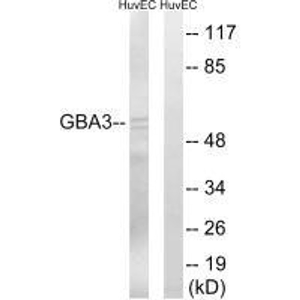 GBA3 Antibody (PACO22297)