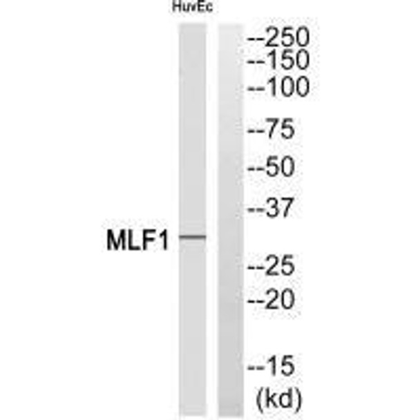 MLF1 Antibody (PACO22434)