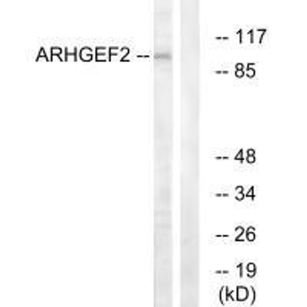 ARHGEF2 Antibody (PACO22576)