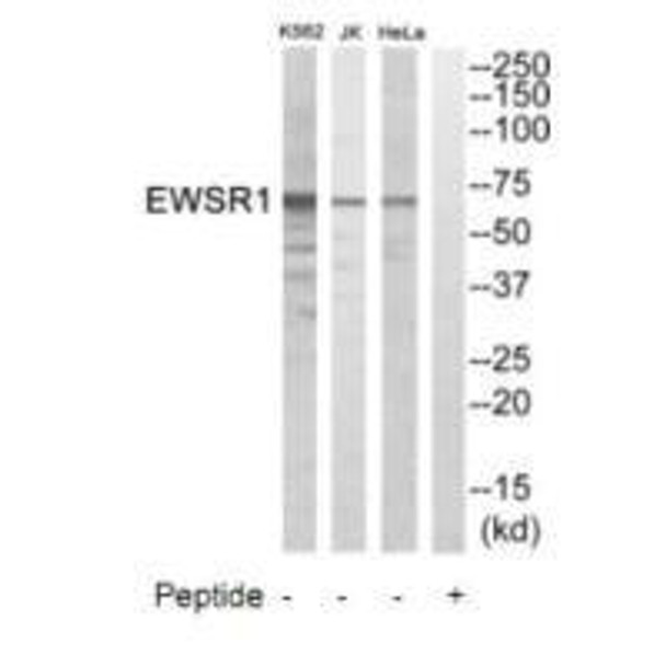 EWSR1 Antibody (PACO22583)