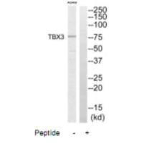 TBX3 Antibody (PACO22707)