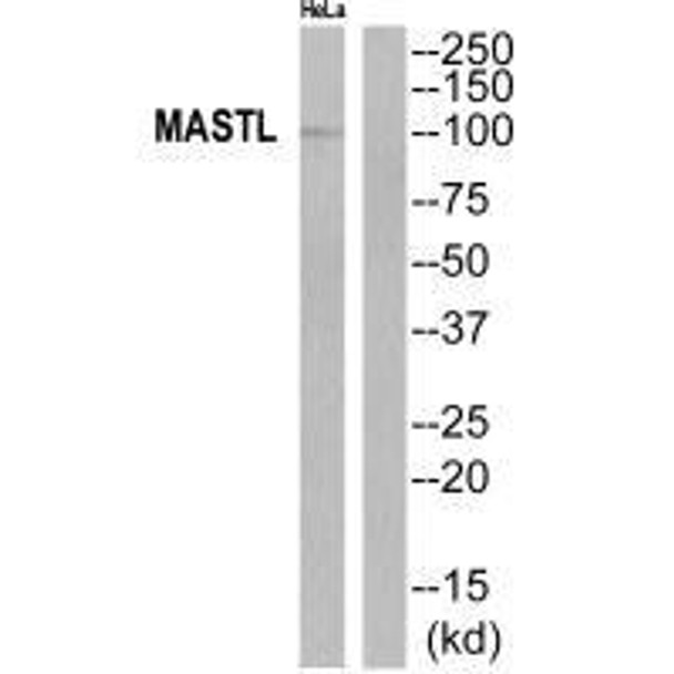 MASTL Antibody (PACO22800)