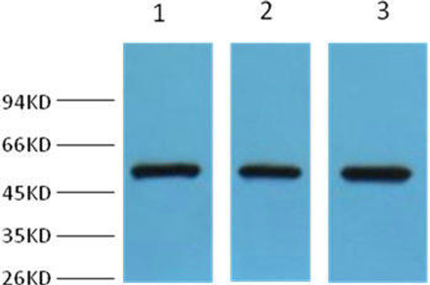 FH Antibody (PACO22853)