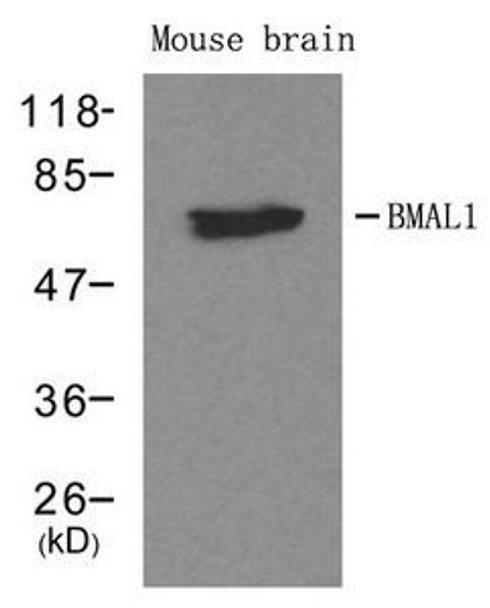 ARNTL Antibody (PACO22992)