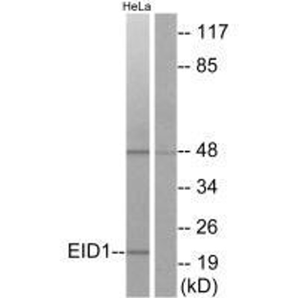 EID1 Antibody (PACO23301)