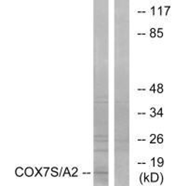 COX7A2P2 Antibody (PACO23325)