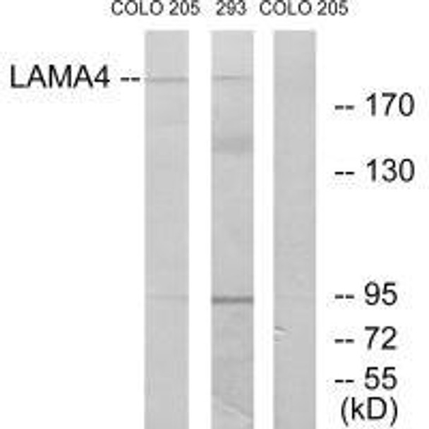 LAMA4 Antibody (PACO23786)
